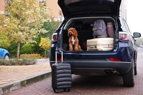 Cute Cavapoo dog and different stuff in car trunk 스톡 사진