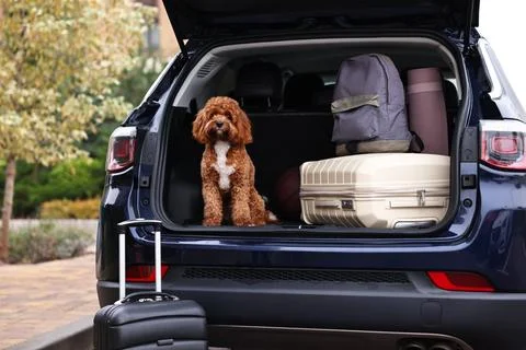 Cute Cavapoo dog and different stuff in car trunk Stock Photos
