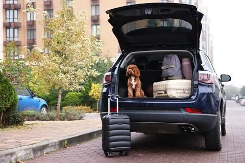 Cute Cavapoo dog and different stuff in car trunk Stock Photos