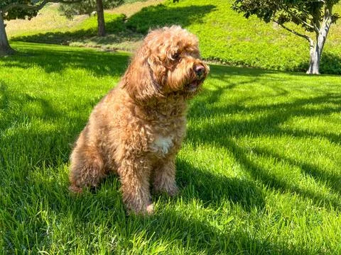 Cute Cavapoo Dog in a Park Cute Fluffy Cavapoo Dog on the Grass in a Park ... Stock Photos