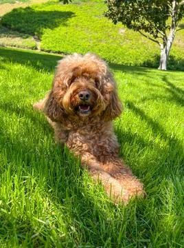 Cute Cavapoo Dog in a Park Cute Fluffy Cavapoo Dog on the Grass in a Park ... 스톡 사진