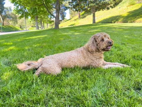 Cute Cavapoo Dog in a Park Cute Fluffy Cavapoo Dog on the Grass in a Park ... Stock Photos