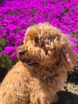 Cute Cavapoo Dog in a Park next to a background of flower 스톡 사진