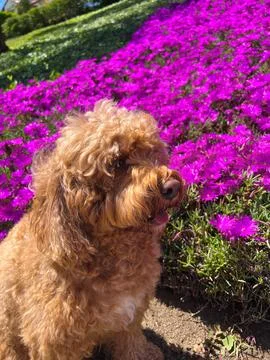 Cute Cavapoo Dog in a Park next to a background of flower 写真素材