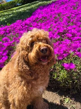 Cute Cavapoo Dog in a Park next to a background of flower Stock-Fotos