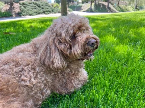 Cute Cavapoo Dog in a Park 스톡 사진