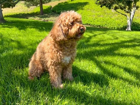 Cute Cavapoo Dog in a Park Stock Photos