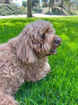 Cute Cavapoo Dog in a Park Stock Photos