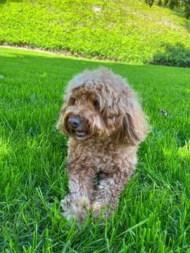 Cute Cavapoo Dog in a Park Stock Photos