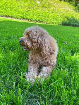 Cute Cavapoo Dog in a Park 写真素材
