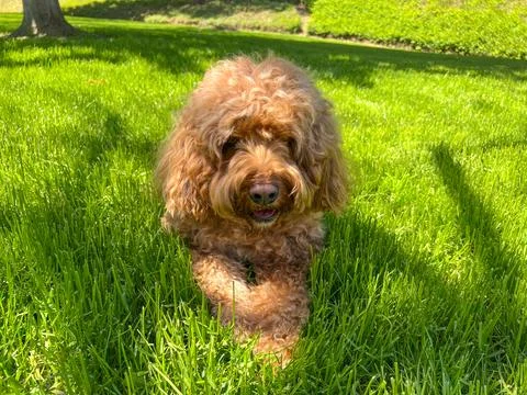 Cute Cavapoo Dog in a Park 스톡 사진