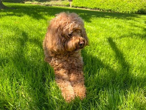 Cute Cavapoo Dog in a Park Stock Photos