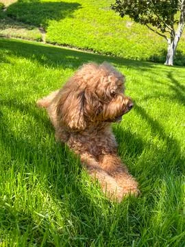 Cute Cavapoo Dog in a Park 写真素材