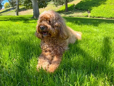 Cute Cavapoo Dog in a Park Foto stock