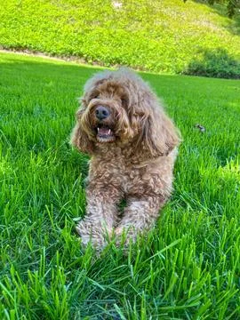 Cute Cavapoo Dog in a Park 写真素材