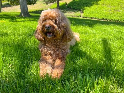 Cute Cavapoo Dog in a Park Stock-Fotos
