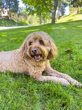 Cute Cavapoo Dog in a Park Stock Photos
