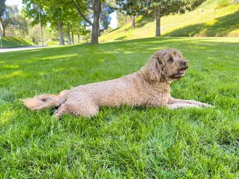 Cute Cavapoo Dog in a Park Stock Photos