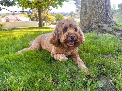 Cute Cavapoo Dog in a Park Stock Photos
