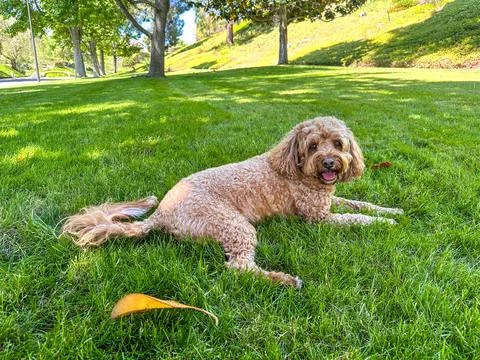 Cute Cavapoo Dog in a Park 스톡 사진