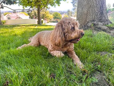 Cute Cavapoo Dog in a Park Stock Photos