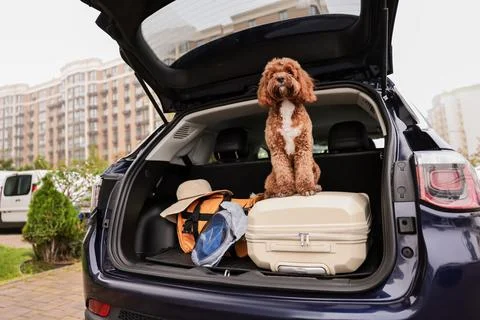 Cute Cavapoo dog with suitcase and other stuff in car trunk Stock Photos