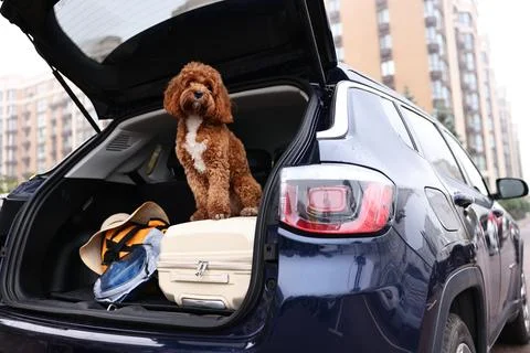 Cute Cavapoo dog with suitcase and other stuff in car trunk Stock-Fotos