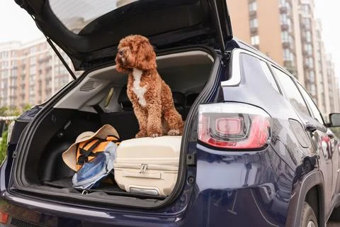 Cute Cavapoo dog with suitcase and other stuff in car trunk Stock Photos
