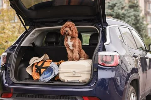 Cute Cavapoo dog with suitcase and other stuff in car trunk Stock Photos