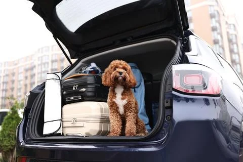 Cute Cavapoo dog with suitcases and other stuff in car trunk 스톡 사진