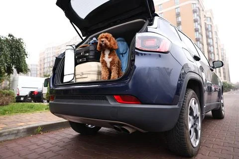 Cute Cavapoo dog with suitcases and other stuff in car trunk, low angle view Stock Photos