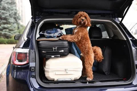 Cute Cavapoo dog with suitcases and other stuff in car trunk Stock Photos