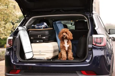 Cute Cavapoo dog with suitcases and other stuff in car trunk 스톡 사진