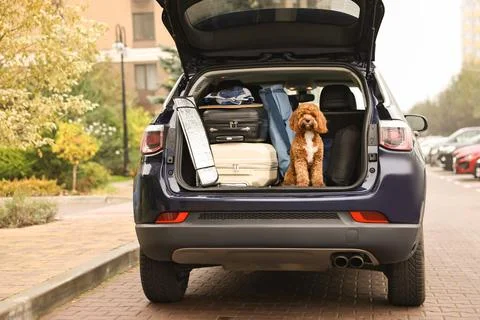 Cute Cavapoo dog with suitcases and other stuff in car trunk Stock Photos