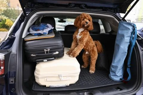 Cute Cavapoo dog with suitcases and other stuff in car trunk Stock Photos