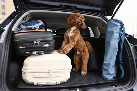 Cute Cavapoo dog with suitcases and other stuff in car trunk Stock Photos