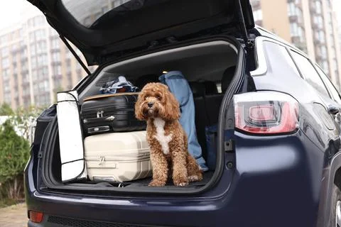 Cute Cavapoo dog with suitcases and other stuff in car trunk Stock-Fotos