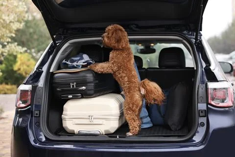 Cute Cavapoo dog with suitcases and other stuff in car trunk Stock Photos