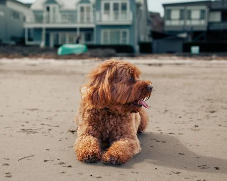 Cute Cavapoo lying on the beach looking to the side with its tongue out Stock Photos