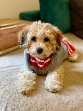 Cute cavapoo puppy wearing a warm woolen sweater Stock Photos