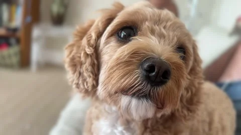 A cute Cavapoo sniffing the air with its small black nose Stock Footage 311768462