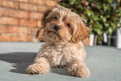 Cute Cavapoochon puppy, looking at the camera. Stock Photos