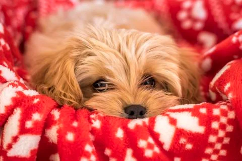 Cute Cavapoochon puppy, looking at the camera. Stock Photos