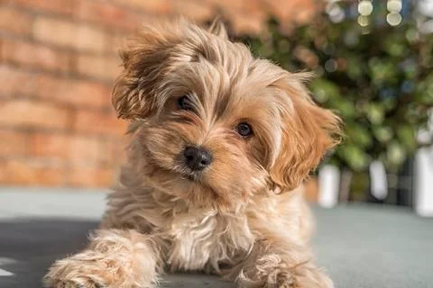 Cute Cavapoochon puppy, looking at the camera. The picture focuses on the face. Stock Photos