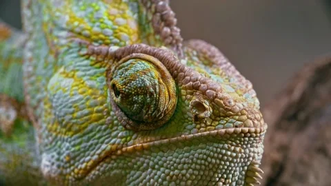 Cute chameleon Stock-Footage 211080515