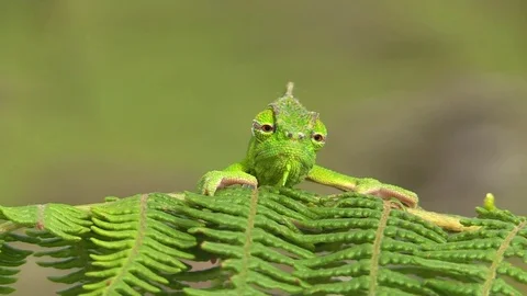 Cute chameleon looking around Video stock 81533082