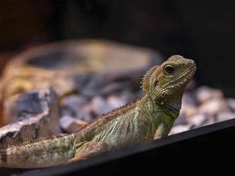 A cute chameleon Stock Photos