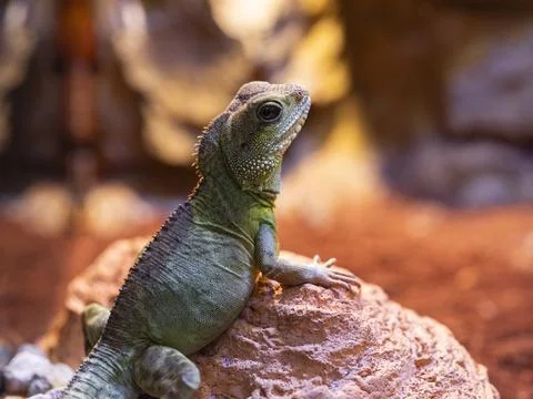 A cute chameleon Stock Photos