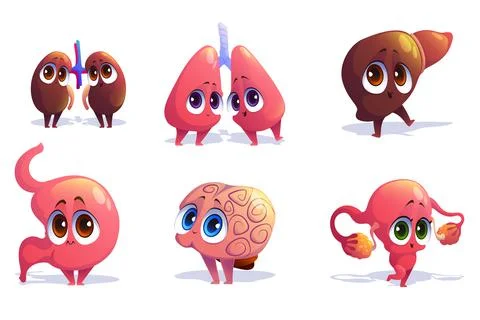 Cute characters of human internal organs Stock Illustration
