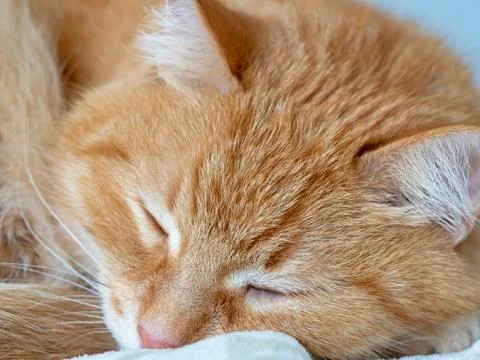 Cute charming red cat is sleeping. Close - up portrait of a cat Stock Photos